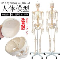 楽天市場】骨格 標本 人体の通販