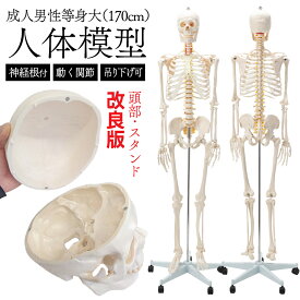 【国際規格認証品】頭部・スタンド新改良版 等身大 人体模型 骨格模型 170cm キャスター付 フック付き 吊り下げ 神経根付 人体 模型 人体骨格模型 全身骨格標本 全身模型 骨格標本 整体学習用 教育用 医療用 整体院 授業用 展示用 可動関節 大学 研究室 病院 可動