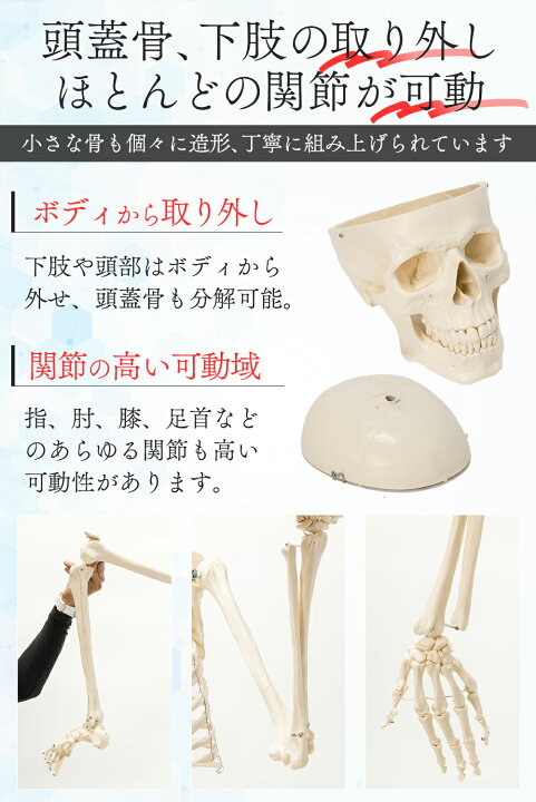 楽天市場】【国際規格認証品】 等身大 人体模型 骨格模型 170cm 