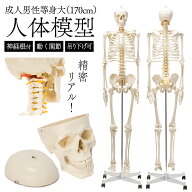 【国際規格認証品】 等身大 人体模型 骨格模型 170cm キャスター付 フック付き 吊り下げ 神経根付 人体 …