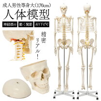 楽天市場】骨格標本（医薬品・コンタクト・介護）の通販