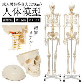 【国際規格認証品】 等身大 人体模型 骨格模型 170cm キャスター付 フック付き 吊り下げ 神経根付 人体 模型 人体骨格模型 全身骨格標本 全身模型 骨格標本 整体学習用 教育用 医療用 整体院 授業用 展示用 可動関節 大学 研究室 病院 可動