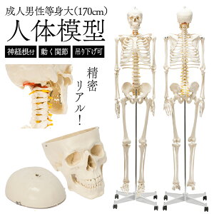yۋKiFؕiz g l̖͌^ i͌^ 170cm LX^[t tbNt ݂艺 _ot l ͌^ l̍i͌^ SgiW{ Sg͌^ iW{ ̊wKp p ×p ̉@ 