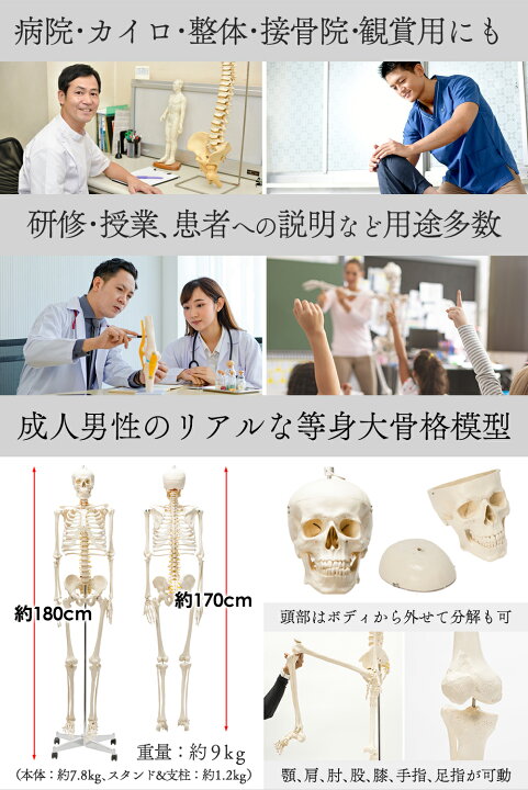 楽天市場】【国際規格認証品】 等身大 人体模型 骨格模型 170cm 