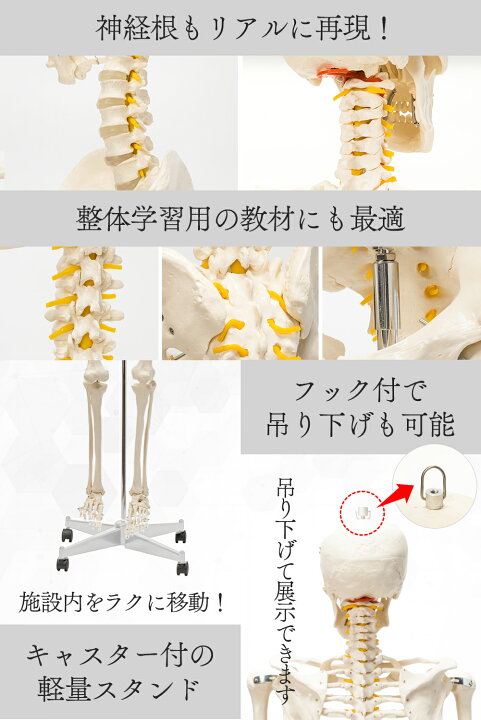 楽天市場】【国際規格認証品】 等身大 人体模型 骨格模型 170cm 