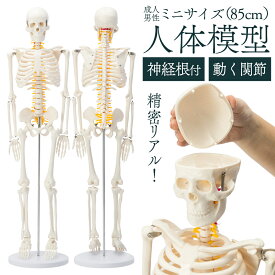 【国際規格認証品】 ミニサイズ 人体模型 骨格模型 85cm 神経根付 人体 模型 人体骨格模型 全身骨格標本 全身模型 骨格標本 整体学習用 教育用 医療用 整体院 授業用 展示用 可動関節 大学 研究室 病院 可動