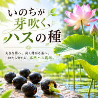 【限定★新品10％OFF】ハスの種 水に入れるだけ 水耕栽培種 ミニ 室内 ハスの花 種 蓮 蓮の花 ハスの種 …