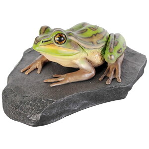 ̏ł낮LXWAKG / Green and Golden Bell FrogFRP ϐ y  Oph K[ft@j`[ u CeA IuWF 