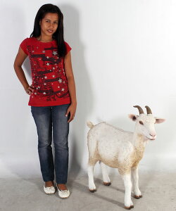q€̒ / GoatFRP ϐ y  Oph K[ft@j`[ u CeA IuWF 