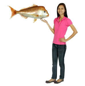 tG_C / SnapperFRP ϐ y  Oph K[ft@j`[ u CeA IuWF 