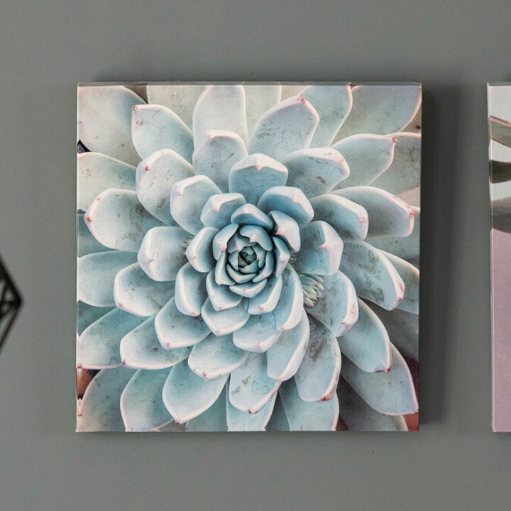 楽天市場】【期間限定特別クーポン配布中!】 アートパネル エケベリア  