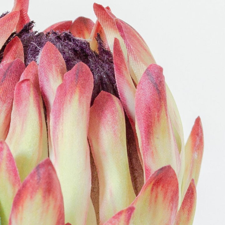 楽天市場 プロテア フェイクフラワー グリーン 造花 観葉植物 花 高さ62cm ピンク グリーン フラワーアレンジメント インテリアグリーン お手入れ不要 リアル おしゃれ 北欧 ボタニカル 西海岸 ビーチインテリア 海を感じるインテリア Pk Pu 生活雑貨の