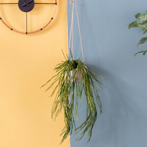 yő2000~N[|z tFCNO[  nMO |bgt O[ ϗtA 50cm nMO|bg  ݂艺 CeA  [98909]