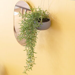 yő2000~N[|z tFCNO[  nMO |bgt O[ ϗtA 55cm nMO|bg  ݂艺 CeA  [98910]