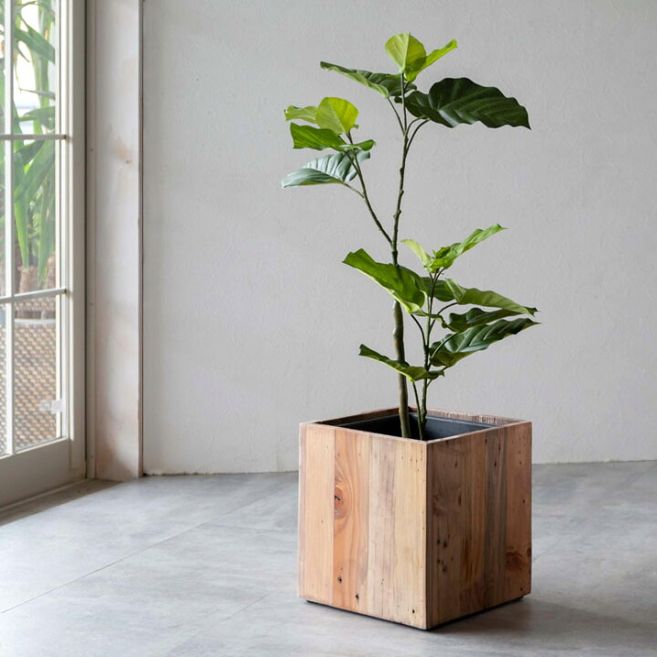 楽天市場 フェイクグリーン フィカス ウンベラータ 高さ 70cm 鉢付き 観葉植物 グリーン アーティフィシャルプランツ フェイクプランツ ポット付き ボタニカル インテリア おしゃれ ナチュラル リビング 寝室 玄関 カフェ 店舗 リゾート 生活雑貨のネット 楽天市場 フェイクグリーン フィカス ウンベラータ 高さ 70cm 鉢付き 観葉植物 グリーン アーティフィシャルプランツ フェイクプランツ ポット付き ボタニカル インテリア おしゃれ ナチュラル リビング 寝室 玄関 カフェ 店舗 リゾート 生活雑貨のネット