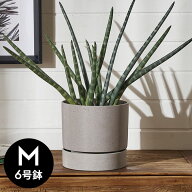 【最大500円クーポン】 植木鉢 ポリストーン ストーン調 セメント調 6号鉢 受皿 底穴あり 中型 Mサイズ …