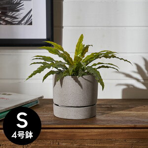 Aؔ |Xg[ Xg[ Zg 4 M ꌊ ^ STCY  W 12.5cm D 12.5cm H 12cm O[ v^[|bg Jo[ AؔJo[ v^[Jo[ Xܗp  J