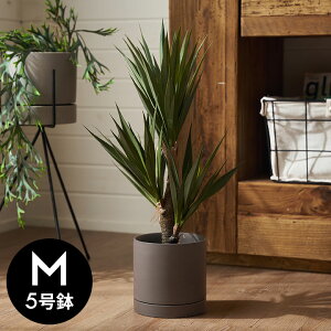植木鉢 陶器 マット 5号鉢 受皿 底穴あり 中型 Mサイズ 約 W 15cm D 15cm H 14.5cm チャコールグレー ブルーグレー アイボリー 鉢カバー プランターポット 植木鉢カバー プランターカバー 店舗用 お