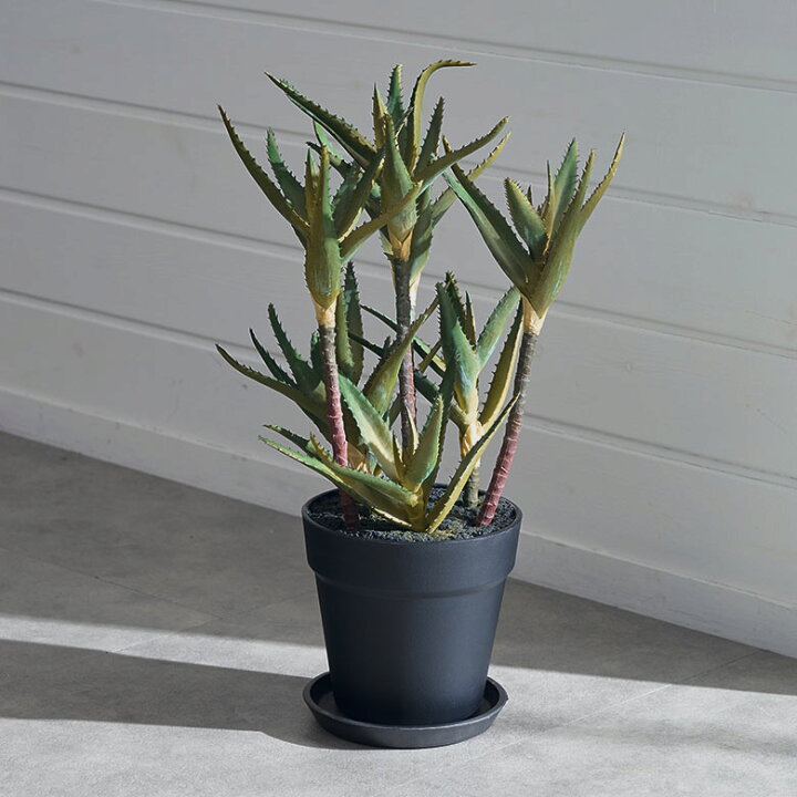 楽天市場】フェイクグリーン キダチアロエ アロエ 高さ 42cm 観葉植物 