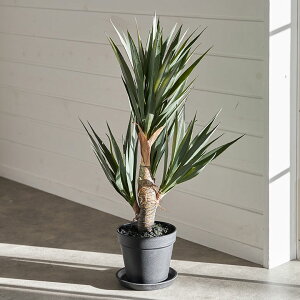 yő500~N[|z tFCNO[ AKx  W 28cm D 28cm H 58cm ϗtA O[ 32cm E[c tFCNvc |bgt  A[gO[ fBXvC  {