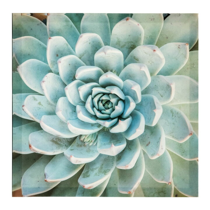 楽天市場】【期間限定特別クーポン配布中!】 アートパネル エケベリア  