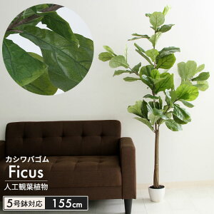 観葉植物 ゴムの木 5号の人気商品 通販 価格比較 価格 Com