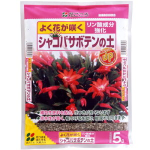 py VRoT{e̓y 5LyԂ 4977445081306z