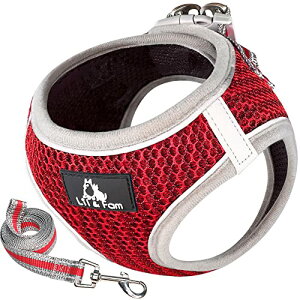 Lil&Fam  n[lX  [hZbg ĝɗD ˍޕt bV ^ ^ L (bh, STCY)