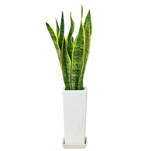 t[R[|[V TXxA TZxA g̔ ϗtA A 픫 4 zCg {   I j