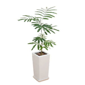 t[R[|[V Go[tbV AJTl̖ ϗtA 6픫 XNGA zCg {   j