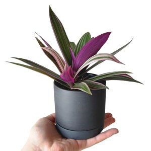 inakougeiiCiREQCj ϗtA   ~jϗt TLIg GI N 3 { A   v[g Mtg O[CeA A Ă₷ N 