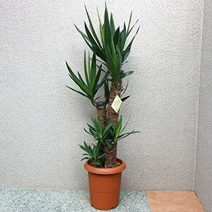 ITANSE bJ (N̖) ϗtA ^ 8LTCY vX`bN iőIׂϗtAErOItBXTCY 1 ʖ N̖ K̖ ̖ E[c