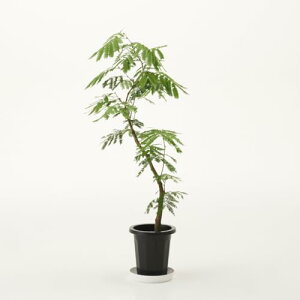 ϗtA Go[tbV ^ 7 8 10 CeA  傫 wh k JXj Vzj zj (8)