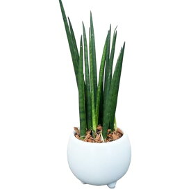 花のギフト社 サンスベリア 鉢 観葉植物 インテリア グリーン 誕生日 プレゼント バキュラリス