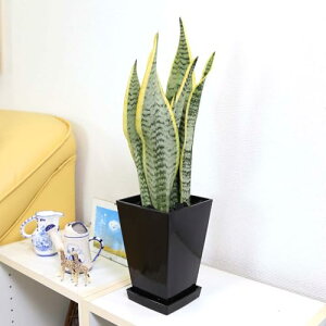 yu[~OXP[vzC򉻂ƂĂTXxA 5 XNGAvX`bNƔMtb{ (ubN/y̕\ʁF|Y)