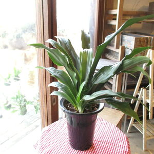 N Ig Lĉ @ 5.5TCY A 肾 肽 O  V{c[ Ύ ^ ~j ϗtA zj̑