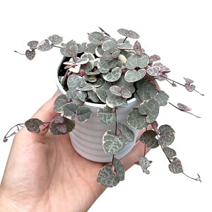 inakougeiiCiREQCj ϗtA   ~jϗt n[gJY fBn[g 3 { A   v[g Mtg O[CeA A Ă₷ (vX`b