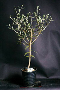 ϗtA I[u̖ LOEV{c[Ƃ CeA O[   aj LO zj(5)