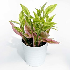 inakougeiiCiREQCj ϗtA   ~jϗt ME yfBTX 3 { A   v[g Mtg O[CeA A Ă₷ (vX`b