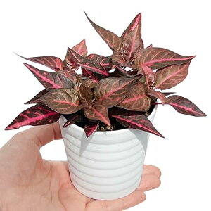 inakougeiiCiREQCj ϗtA   ~jϗt CVl bhC 3 { A   v[g Mtg O[CeA A Ă₷ (vX`bN