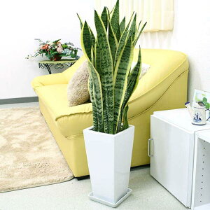 yu[~OXP[vzC򉻂ƂĂTXxÃzCg픫 7 Xg[g{퐻̂Mt (TXxA/픫/y̕\ʁF|Y)