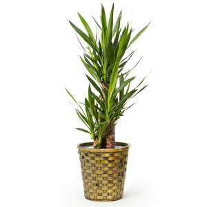 bloomee(u[~[) bJ ϗtA (7 ؖڃJS Jo[ t) { ^ p  (^Abv C )  CeA 傫 (Mtg v[g j) S҂łĂ₷