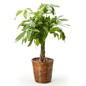 bloomee(u[~[) pL ϗtA (7 JS Jo[ t) { ^ p  (^Abv C )  CeA 傫 (Mtg v[g j) S҂łĂ₷