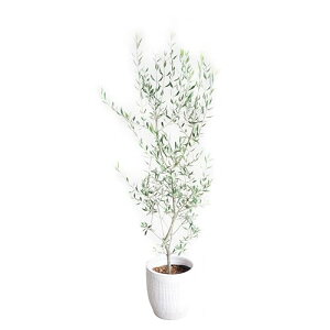 I[u̖ zCgeRb^A ϗtA {  A K[fjO CeA ^ I[u