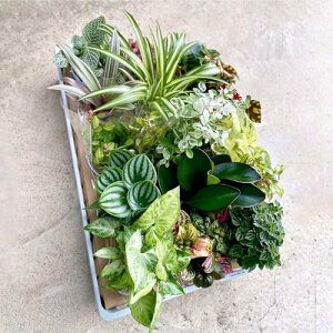 inakougeiiCiREQCj ϗtA   ~jϗt ͂y ܂ 3 y15Zbgz { A 񂹐A c J[[t Δ_   v[g Mtg