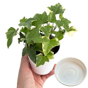 inakougeiiCiREQCj ϗtA   ~jϗt ACr[ փf ׋C ^ ^ a8cm { A   v[g Mtg O[CeA A Ă₷