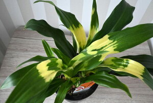 NNƃIgAD @15TCY̗tϗtA