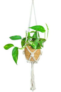 [ miipas ] |gX ϗtA { ݂艺 ݂邷 ꉺ { ݂蔫 ݂邷 Ǌ| i_Ng[  tbN  邷j 艺 nMO |bg v^[ oXPbg v