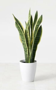 ϗtA TXxA 6 CeA  k JXj Vzj zj (Jo[Zbg(mfBbNubN))