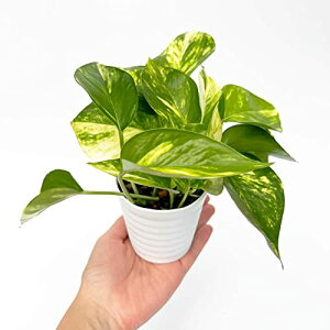 inakougeiiCiREQCj ϗtA   ~jϗt |gX S[f  3 { A   v[g Mtg O[CeA A Ă₷ (vX`bNi